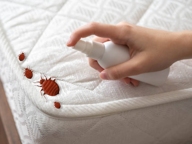 Best Ant Control Services  in Snyder, OK