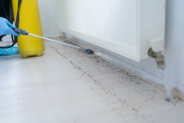 Best Mosquito Control Services  in Snyder, OK